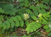 Astragalus glycyphyllos L.