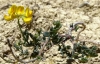Coronilla minima L.