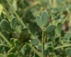 Coronilla minima L. subsp. minima