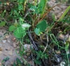 Coronilla scorpioides (L.) W.D.J.Koch