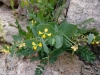 Coronilla scorpioides (L.) W.D.J.Koch