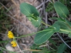 Coronilla scorpioides (L.) W.D.J. Koch