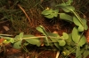 Coronilla scorpioides (L.) W.D.J. Koch