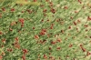 Dorycnium pentaphyllum Scop.