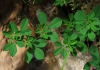 Dorycnium rectum (L.) Ser.