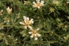 Dorycnium pentaphyllum Scop.