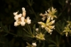 Dorycnium pentaphyllum Scop.