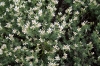 Dorycnium pentaphyllum Scop.