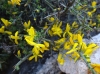 Genista scorpius (L.) DC.