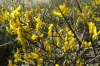 Genista scorpius (L.) DC.