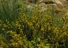 Genista ausetana (O. Bolòs & Vigo) Talavera