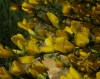 Genista ausetana (O. Bolòs & Vigo) Talavera