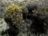 Genista scorpius (L.) DC. in Lam. & DC.