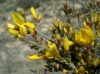 Genista scorpius (L.) DC. in Lam. & DC.