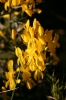 Genista scorpius (L.) DC. in Lam. & DC.