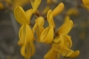 Genista scorpius (L.) DC. in Lam. & DC.
