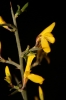 Genista scorpius (L.) DC. in Lam. & DC.