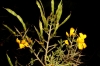 Genista scorpius (L.) DC. in Lam. & DC.
