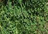 Hedysarum boveanum Bunge ex Basiner subsp. europaeum Guitt. & Kerguélen