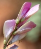 Hedysarum boveanum Bunge ex Basiner subsp. europaeum Guitt. & Kerguélen