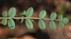 Hedysarum boveanum Bunge ex Basiner subsp. europaeum Guitt. & Kerguélen
