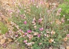 Hedysarum boveanum Bunge ex Basiner subsp. europaeum Guitt. & Kerguélen