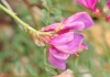 Hedysarum boveanum Bunge ex Basiner subsp. europaeum Guitt. & Kerguélen