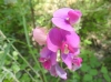 Lathyrus latifolius ? 1/4