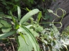 Lathyrus latifolius ? 4/4