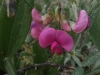 Lathyrus latifolius L.