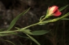 Lathyrus cicera L.
