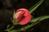 Lathyrus cicera L.