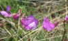 Lathyrus filiformis (Lam.) J. Gray