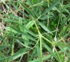 Lathyrus filiformis (Lam.) J. Gray