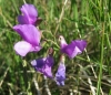 Lathyrus filiformis (Lam.) J. Gray