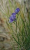 Lathyrus filiformis (Lam.) J. Gray