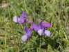 Lathyrus filiformis (Lam.) J. Gray