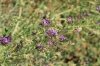 Medicago sativa L.