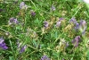 Medicago sativa L.