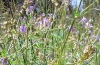 Medicago sativa L.