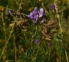 Medicago sativa L.