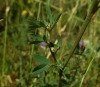 Medicago sativa L.