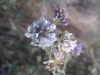 Medicago sativa L.