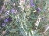Medicago sativa L.