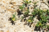 Medicago sp.