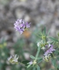 Medicago sativa L.