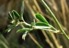 Medicago sativa L.