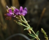 Medicago sativa L.