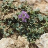 Medicago sativa L.