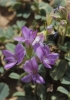 Medicago sativa L.
